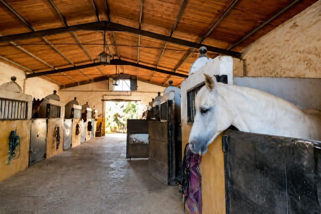 Caballo en los boxes