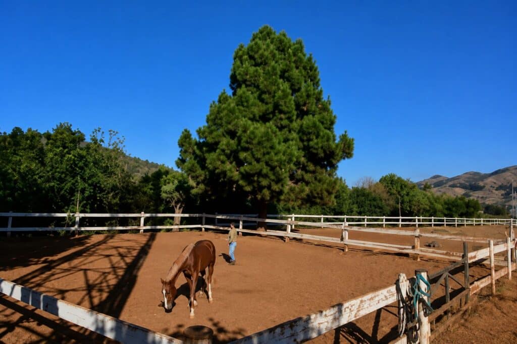 Caballo fuera con una persona Pupilaje
