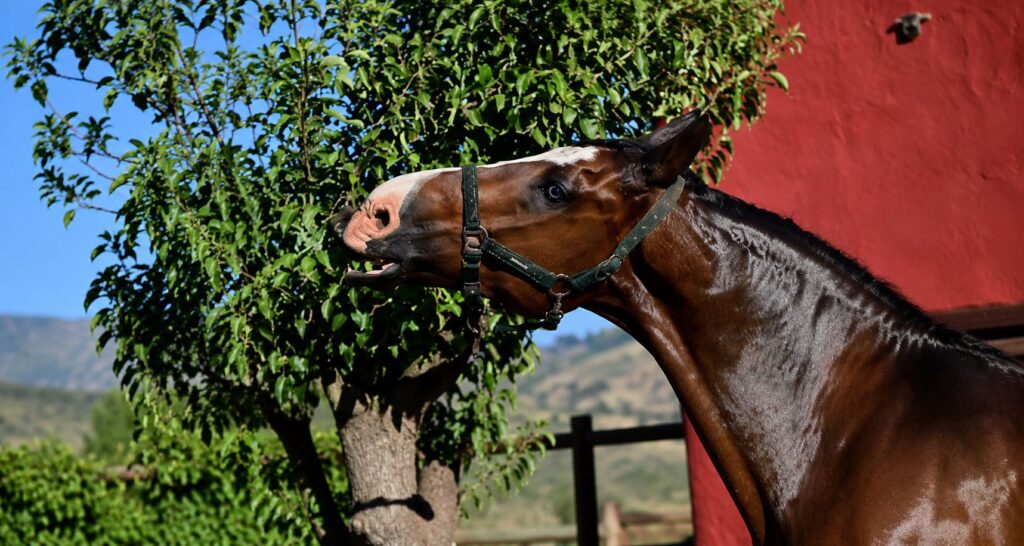 Caballo comiendo las hojas de un árbol