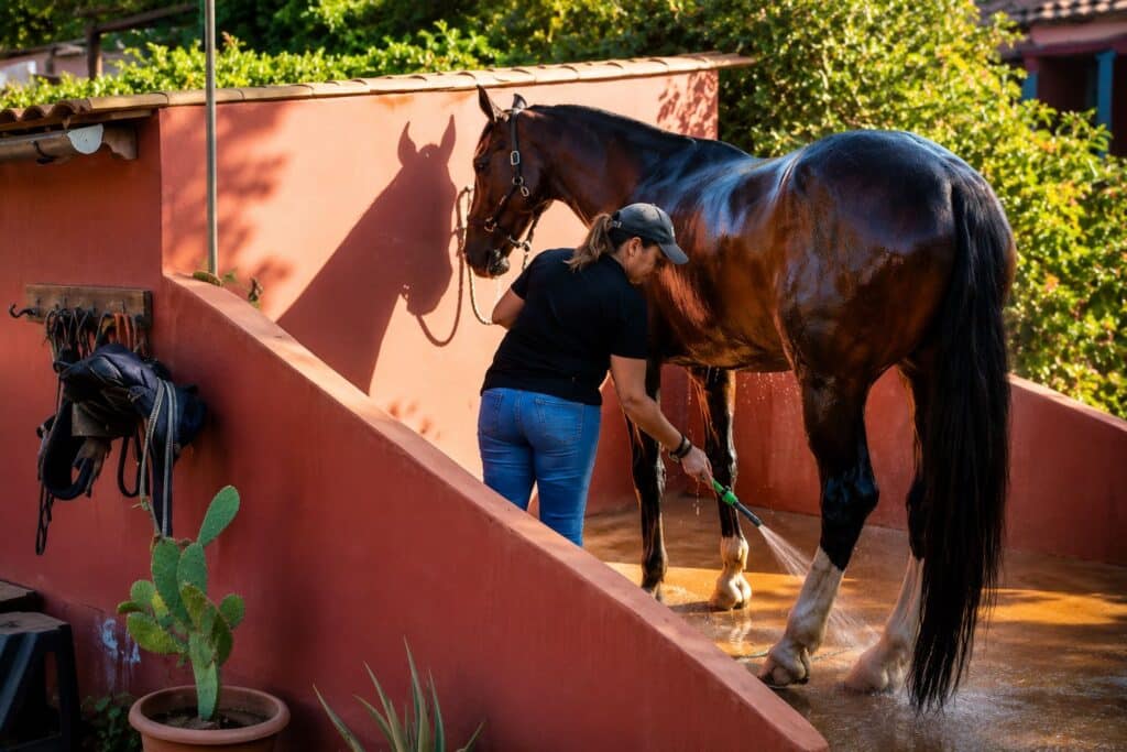 Limpieza de un caballo Pupilaje