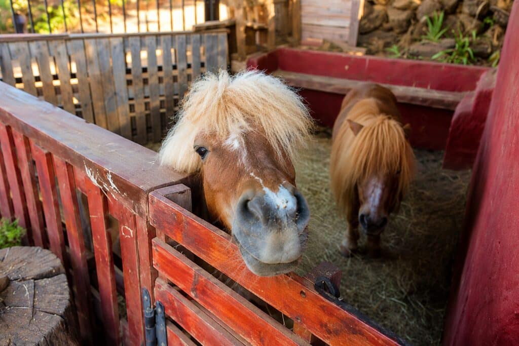 Dos ponis en boxes